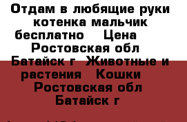 Отдам в любящие руки котенка(мальчик)бесплатно! › Цена ­ 0 - Ростовская обл., Батайск г. Животные и растения » Кошки   . Ростовская обл.,Батайск г.